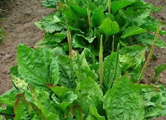 Ce este patlagina, pentru ce este si cum se foloseste?